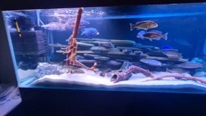 Обзор аквариума на 1000 литров