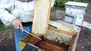 Отбор рамок для откачки меда