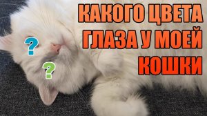 Какого цвета глаза у моей кошки? Тайна раскрыта!