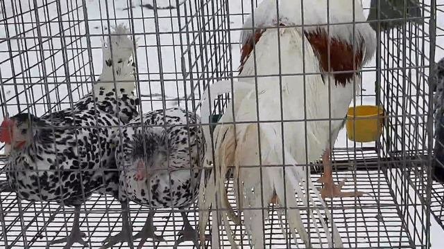Выставка попугаев, декоративных птиц и голубей г.Мелитополь 29.01.2022год.
