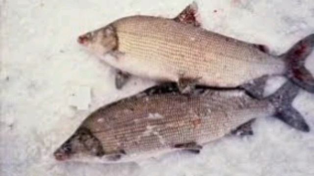 Рыба северных вод, Муксун