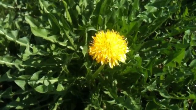 День первого цветка Май Одуванчик смотреть онлайн