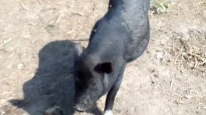 купаются в басейне свиньи