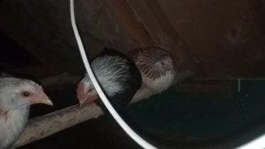 Загорская лососевая.