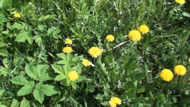 навозник смотреть онлайн