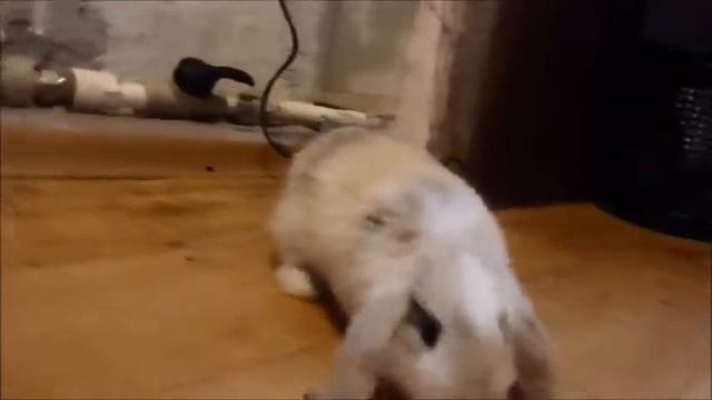 Вислоухий баран.Первый денек в новом доме. смотреть онлайн