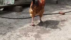 Куры породы голошейка испанка курица и петух