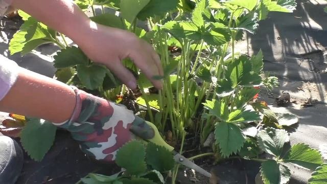 #Земляника крупноплодная весенняя обрезка. 2016 год.