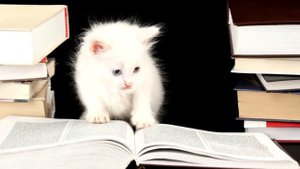 10 самых умных животных в мире