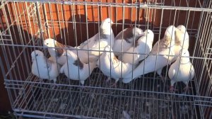 Чалые пермские голуби 16 ноября 2021