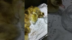 Индийские бегунки, окрас арлекино, утята, содержание.