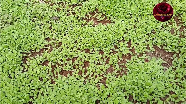 Filhal Petunia Seedlings // Sad bgm // Hindi love song Instrumental смотреть онлайн