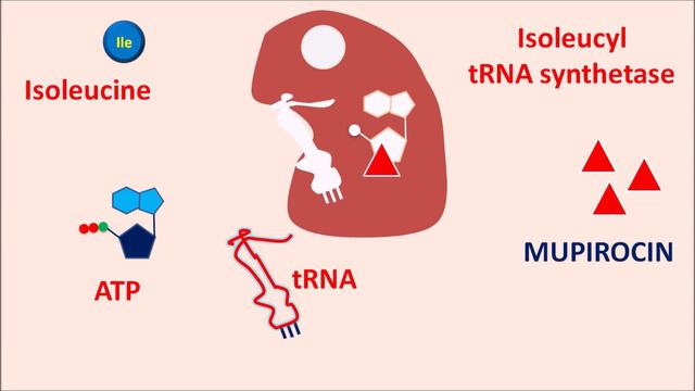 Mupirocin - Mechanism, side effects, precautions & uses смотреть онлайн