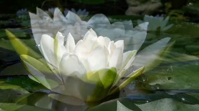 «Белый лотос (White Lotus)» РЕЛАКС АРТ-ТЕРАПИЯ improvisation piano Victor Mikhailovich Anokhin смотреть онлайн