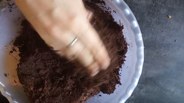 Ежевика Тройная корона, выращивание в кокосовом субстрате, размножение ежевики смотреть онлайн