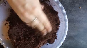 Ежевика Тройная корона, выращивание в кокосовом субстрате, размножение ежевики