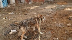 Канис на графских развалинах на улице Климашкина. Апрель 2023.