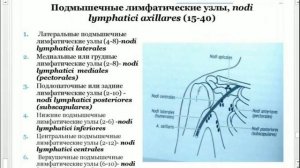 ЛИМФООТТОК ОТ ВЕРХНЕЙ КОНЕЧНОСТИ И ГОЛОВЫ