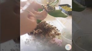 Как посадить фаленопсис в мох и на корягу.