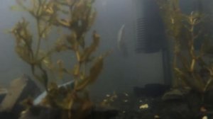 Карась в аквариуме с другими рыбами.