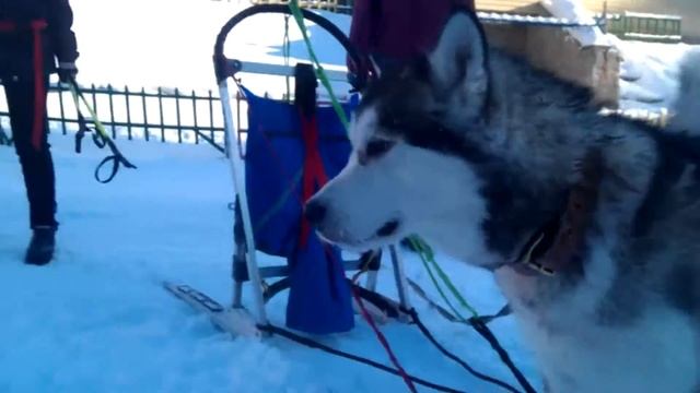 ТРЕНИРОВКА ХАСКИ И МАЛАМУТЫ КЛУБ ХЕЙ-ХЕЙ смотреть онлайн
