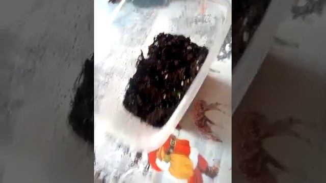 Посев петуньи и лука Эксибишн смотреть онлайн