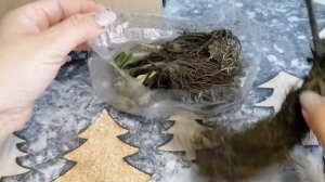 Пришла посылка с саженцами клубники" Сады России"