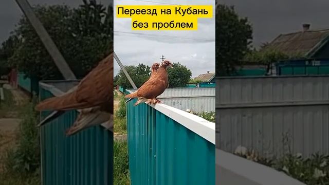 Голуби/ Обзоры / ЛЮБЫЕ СДЕЛКИ С НЕДВИЖИМОСТЬЮ: Продажа/ покупка/ подбор/дома/ участки/ 89182502052