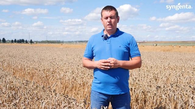 Надежная система защиты - достойный результат! Озимая пшеница, сорт Этана.