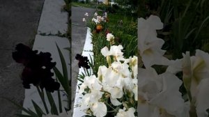 Бородатые ирисы посадка, уход, полив