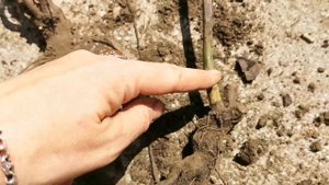 Роза или шиповник как понять что отрастает если роза плохо перезимовала засохла вымерзла или выпрел