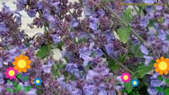 Котовник фассена Кит Кэт. Краткий обзор, описание характеристик nepeta faassenii Kit Cat смотреть онлайн