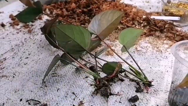 How to maintain newly potted small anthurium plants /Anthurium propagation @subaimaorchids8727 смотреть онлайн