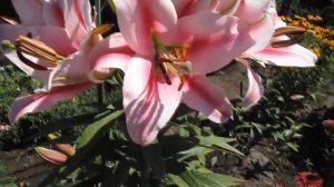 лилия Фронтера