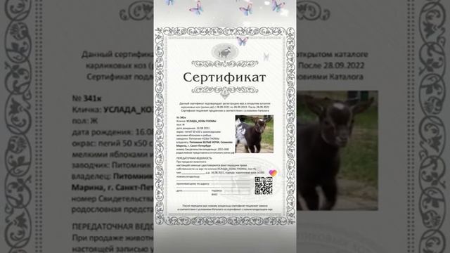 Родословная. Услада Козы-Гномы