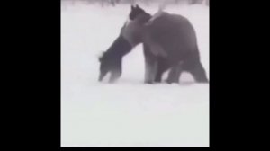 Случка мишки и собаки! #Мишка#собака#случка