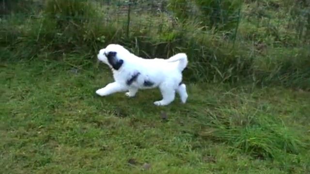 Щенки южнорусской овчарки смотреть онлайн