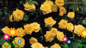 Роза плетистая Ландора Климбер. Краткий обзор, описание характеристик, где купить саженцы