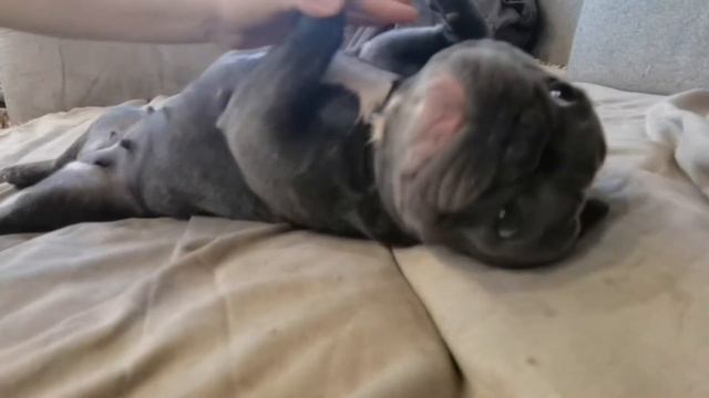 Собака НЕ ХОЧЕТ подстригать когти/ ФРАНЦУЗСКИЙ БУЛЬДОГ Айза смотреть онлайн