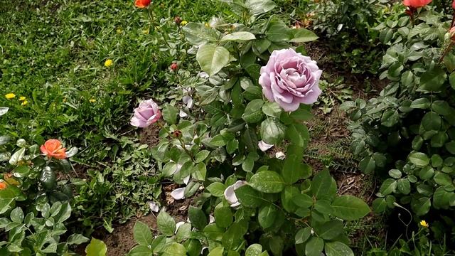 ТОПОВАЯ Роза Новалис - сиреневое чудо моего розария! ОООчень крупный бутон! смотреть онлайн