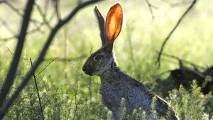 Домики зверей или кто где живет? Учим животных с малышами. Часть первая