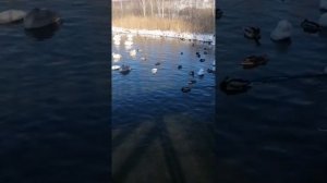 Озеро Светлое Алтайский край село Урожайное, незабываемо красиво🦢❤