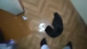 Киса в ярости