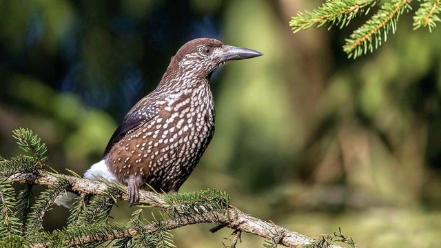 "Зона лесов", Окружающий мир 4 класс ч.1, с.126-130, Планета знаний смотреть онлайн