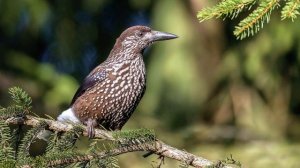 "Зона лесов", Окружающий мир 4 класс ч.1, с.126-130, Планета знаний