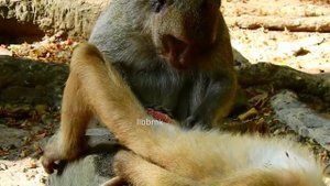Rolex monkey and monkey jessie on romantic time !!!