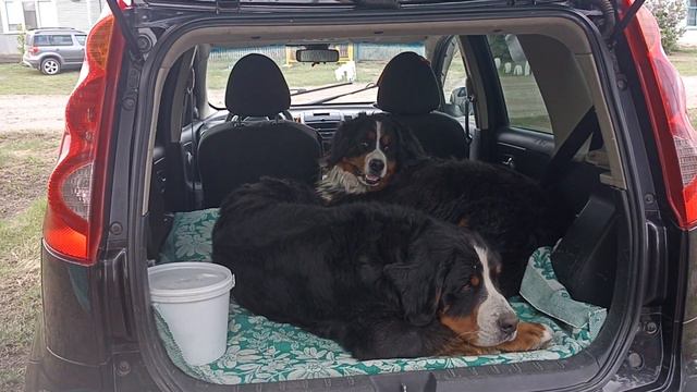 ВОЛЬЕР НА КОЛЁСАХ!!! смотреть онлайн