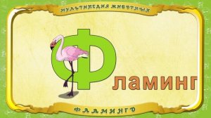 Мультипедия животных. Буква Ф - Фламинго