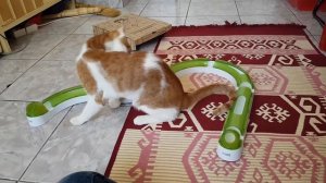 Olaf playing with his new Catit Senses 2.0 Play Circuit