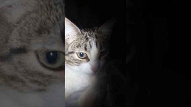 Кошь, иди лови мышь. смотреть онлайн